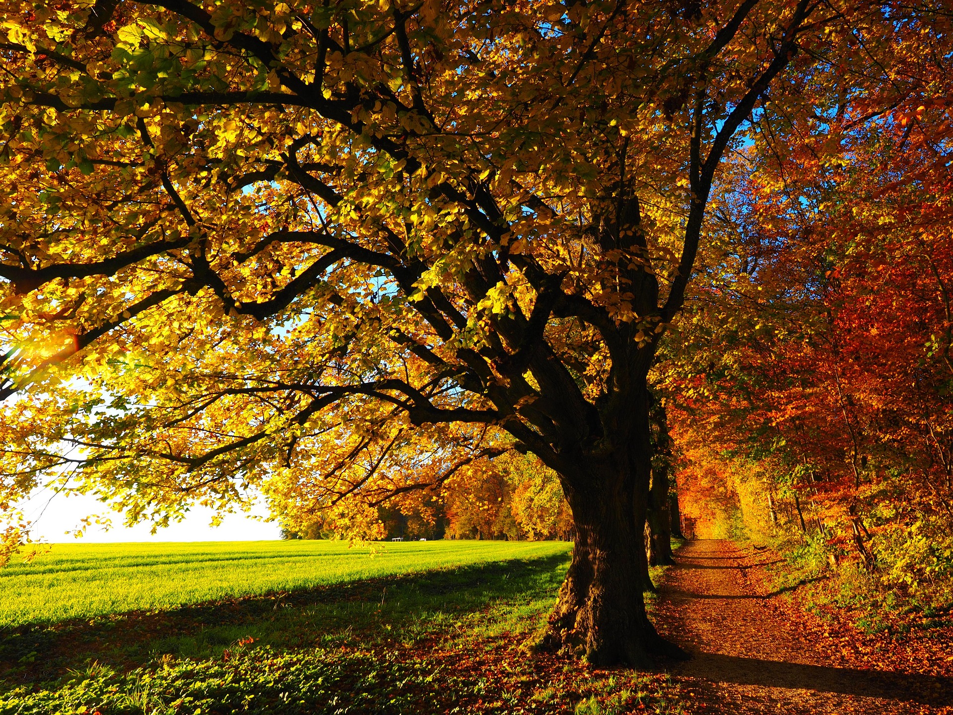 Herbstlicher Weg unter großen Bäumen mit goldgelbem Laub, Sonnenlicht und grüner Wiese.